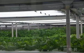 中国发展植物照明的四个关键点
