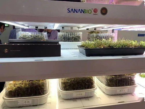 颠覆农业刻板印象,中国植物工厂 点亮 资本前路