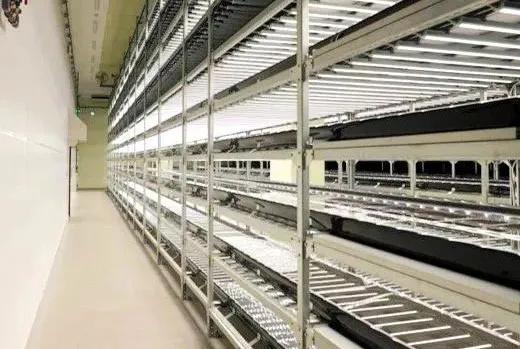 疫情下日本植物工厂效益大幅提升 多家大型植物工厂开始运行